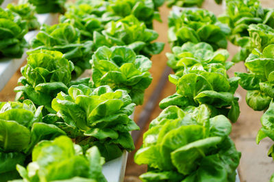 Close-up of vegetables