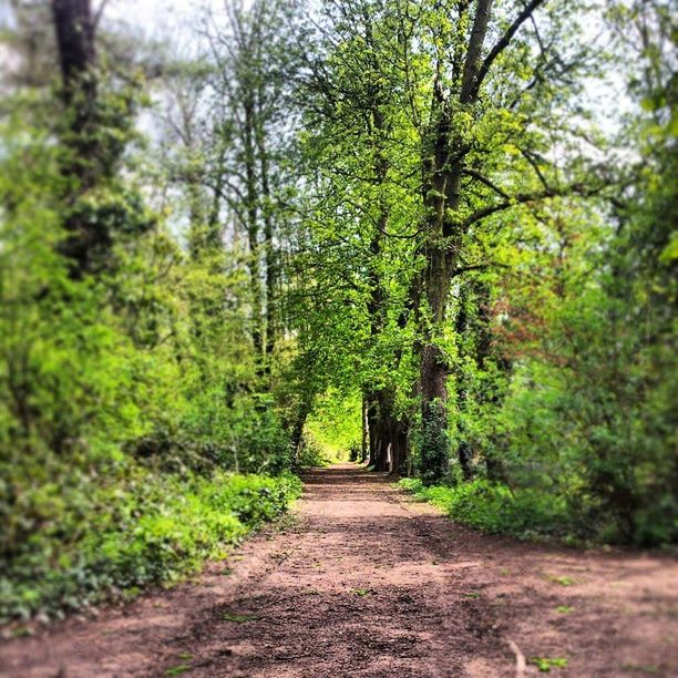 the way forward, tree, forest, diminishing perspective, tranquility, vanishing point, growth, tranquil scene, nature, green color, beauty in nature, dirt road, footpath, narrow, pathway, scenics, transportation, branch, lush foliage, long