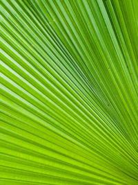 Full frame shot of palm leaf