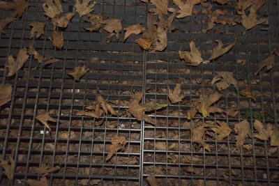 Full frame shot of dry leaves on metal wall