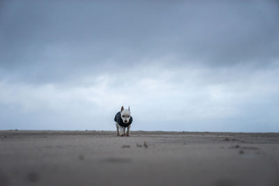 Horse standing on field against sky