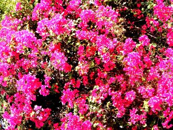 Full frame shot of pink flowering plants