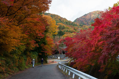 Japan maple