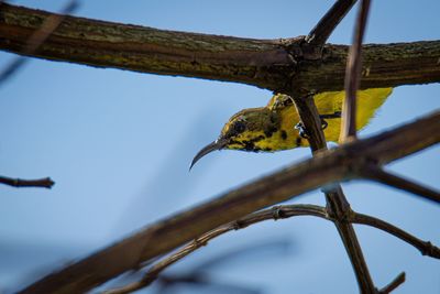 Low angle view of bird perching on branch