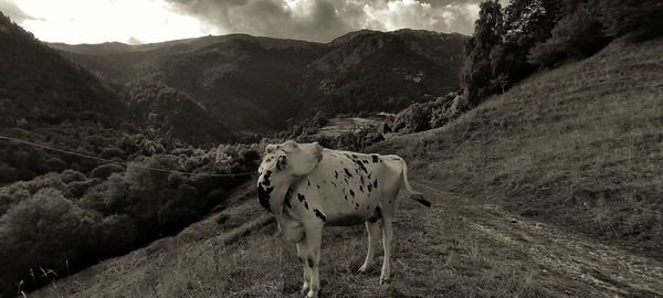 View of a horse on mountain