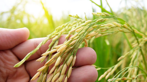 Close-up of hand holding wheat