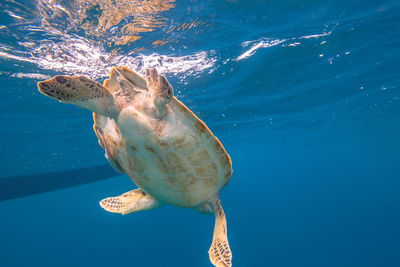 Turtle swimming in blue water
