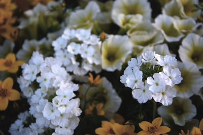 High angle view of white flowering plants