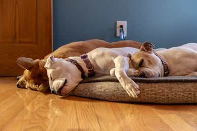 Dogs sleeping on floor at home