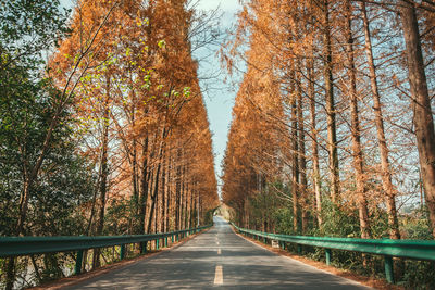 Road amidst trees in forest during autumn