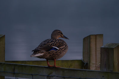 Bird against sky