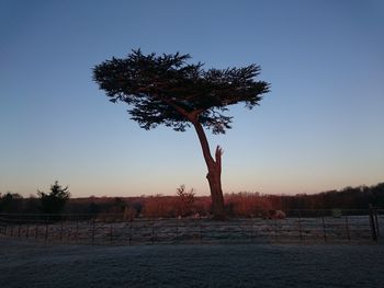 Trees on field against clear sky