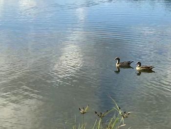 High angle view of ducks swimming in lake