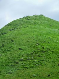 View of green mountain with cattle