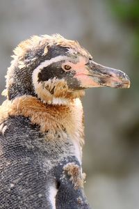 Moulting penguin at tiergarten schönbrunn