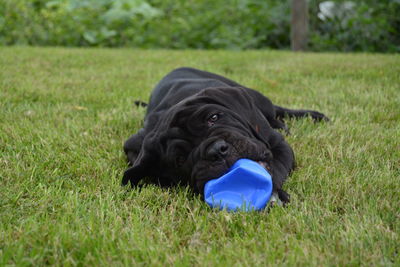 Neapolitan mastiff playing with toy on grassy field