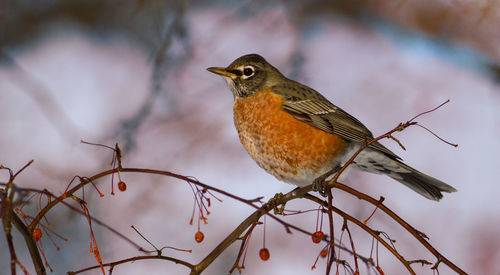 Close-up of bird perching on branch