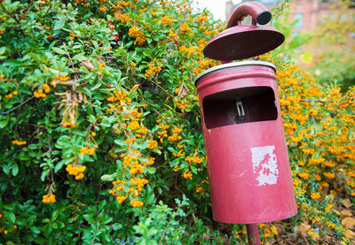 Close-up of yellow flowering plants in yard