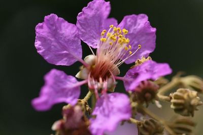 Close-up of fresh flowers blooming outdoors