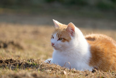 Cat looking away on grassy field