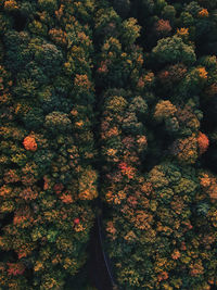 Full frame shot of trees during autumn