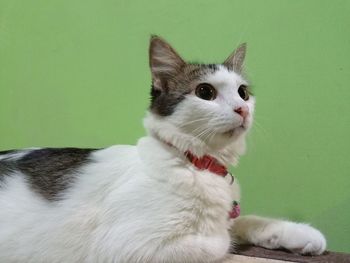 Close-up of a cat looking away against wall at home