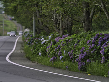 Purple flowering plants by road in city