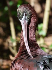 Close-up of a bird