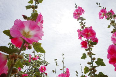 Close-up of pink flowering plant