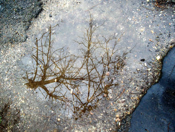 Reflection of trees in puddle