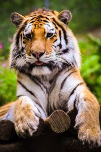 Close-up of tiger sitting in forest