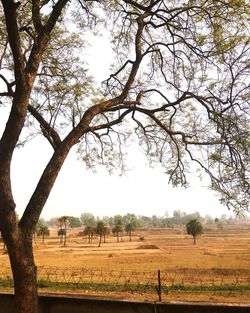 Trees on field against sky