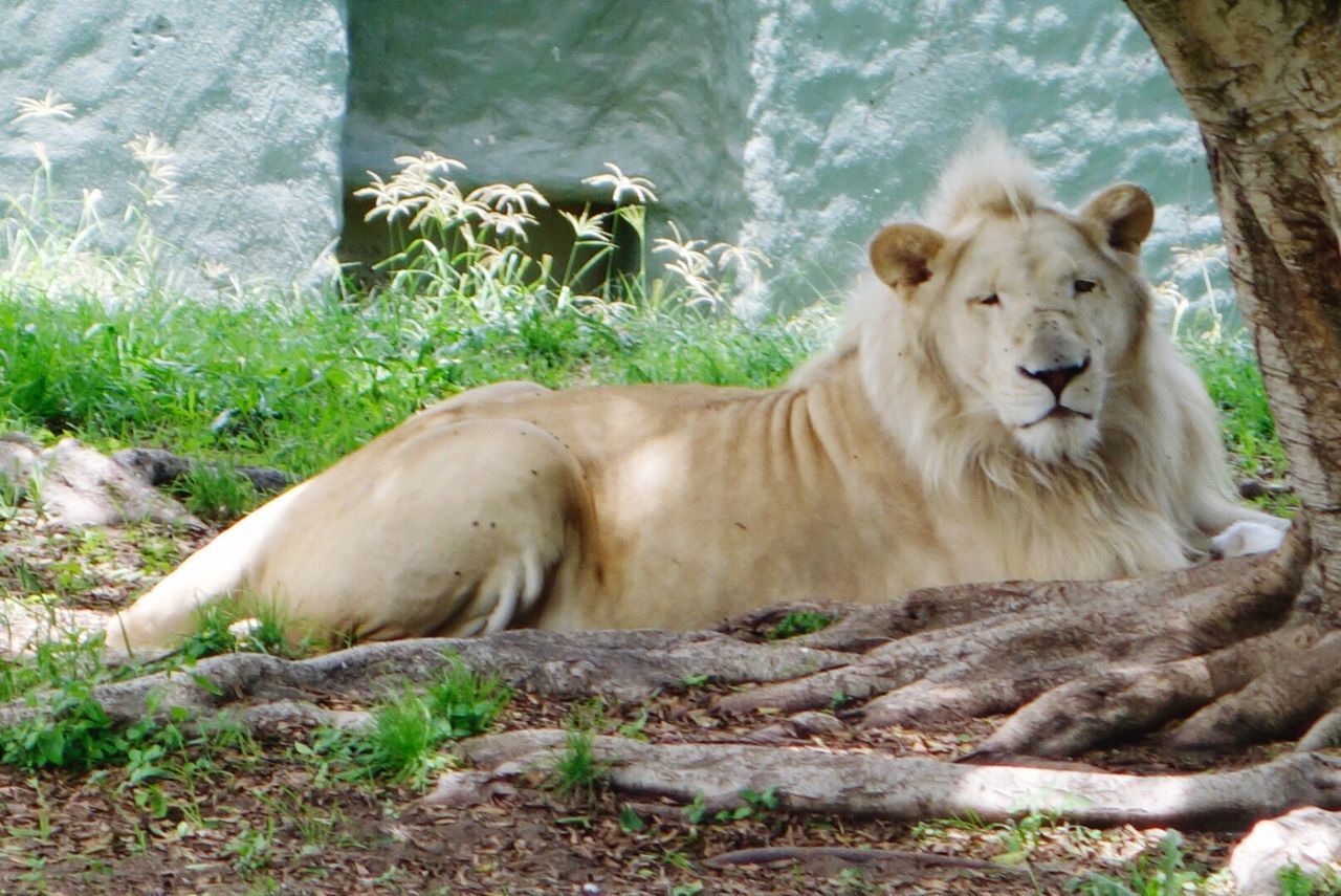 PORTRAIT OF LION RELAXING ON GRASSLAND