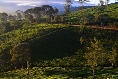 The nice morning over cukul pangalengan with beautiful panoramic of tea plantation