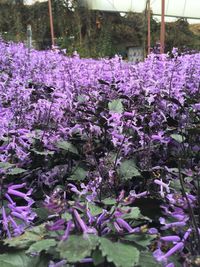 Close-up of purple flowering plants