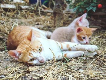 Portrait of cats relaxing outdoors