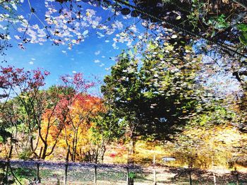 Low angle view of trees against sky during autumn