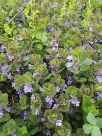 Full frame shot of flowers blooming outdoors