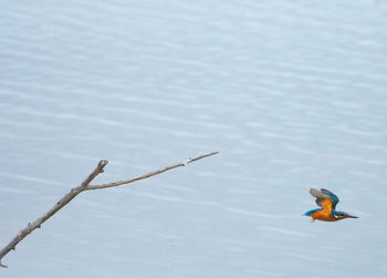 High angle view of duck swimming on lake