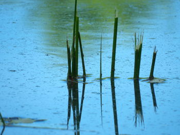 Close-up of wooden posts in lake