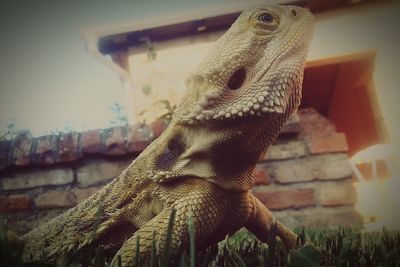Close-up of lizard