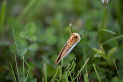 Close-up of insect on grass