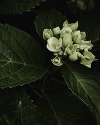 Close-up of green leaves on plant