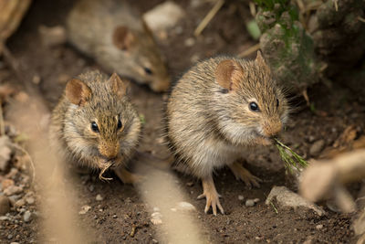 High angle view of rodents in zoo