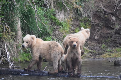 View of two dogs on riverbank