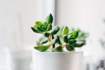 Close-up of succulent plant