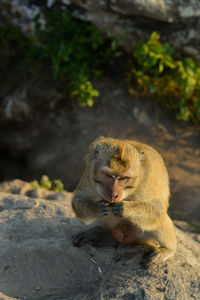 Monkey sitting on rock