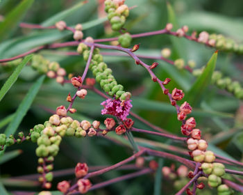 Close-up of berries growing on tree