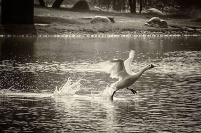 Birds in water