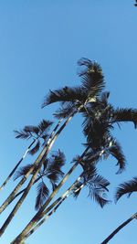 Low angle view of palm tree against clear blue sky